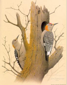 威廉 齊默曼 Golden-fronted Woodpecker 威廉 齊默曼 Golden-fronted Woodpecker